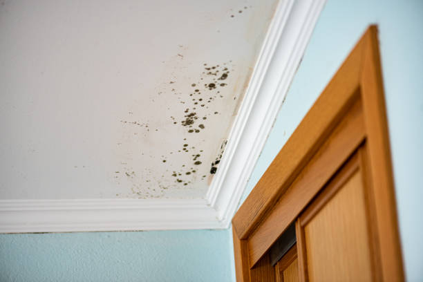 Best Attic Mold Removal  in Winter Beach, FL